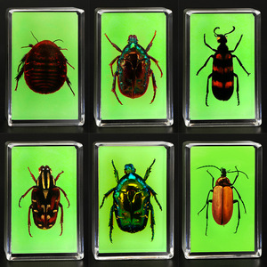 夜光真实昆虫标本透明树脂荧光绿幼儿园教学观察蜘蛛蝎子金龟甲虫