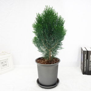 侧柏树苗盆栽宝塔松雾松小盆景办公室客厅四季常青绿植净化空气