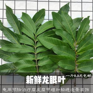 巨划算新鲜龙眼叶带枝免煮现采现发养龟缸预防腐皮腐甲造景装饰