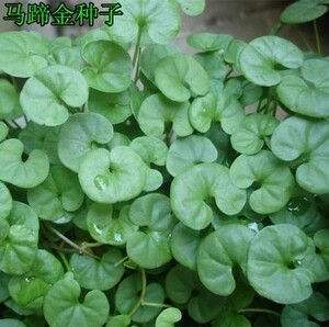 金种子小金钱草荷苞草肉馄饨草金锁匙土培水培中草药种籽三农合作