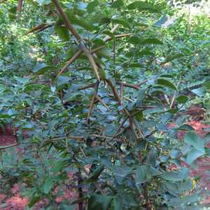 造刺树种子马甲子鸟不站铁篱笆 带刺植物围墙篱笆防盗围墙 防护栏