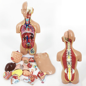 ql/t022_45cm人体躯干模型_两性开脊柱_磁性吸附_数标176cpst