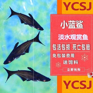 小鲨鱼活鱼淡水蓝鲨懒人养鱼好养的鱼苗新手家养鱼观赏鱼好养风水