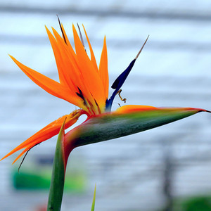 极乐鸟花天堂鸟