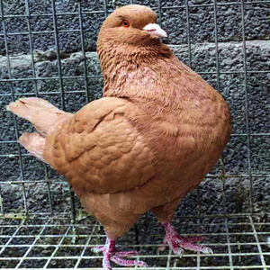 特大元宝鸽子活体一对落地王种鸽子活物观赏鸽家养巨型鸽子苗小鸽