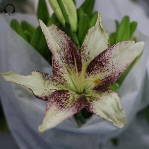 黑宝石百合合鲜花眼线无香亚百合鲜切花黑红宝石粉色亚百基地直发