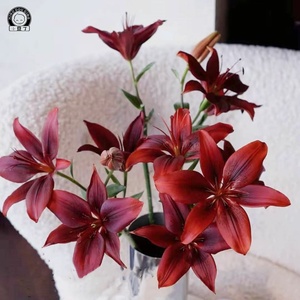 黑宝石百合石云南昆明基地直发鲜花直批家用水养花束花苞斗南黑色