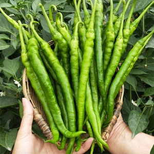 贵州新鲜线椒青辣椒蔬菜现摘二荆条香辣青椒青海椒中辣长辣椒包邮