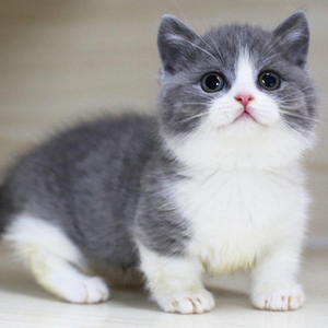 上海本地猫舍出售纯种英短蓝白猫英国短毛猫蓝白折耳猫咪幼猫活体