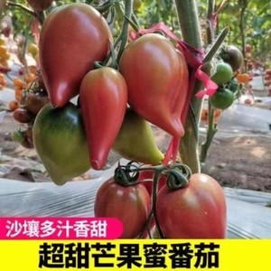 超甜芒果蜜番茄种子沙瓤水果大西红柿种籽四季盆栽蔬菜孑苗秧春季