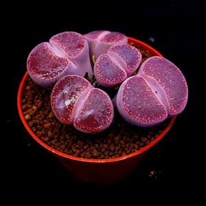 多肉植物生石花酒红日轮屁股花pp花石生花