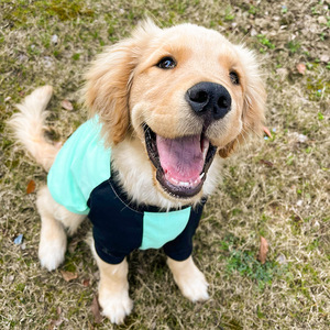 大狗狗衣服夏季薄款金毛萨摩耶拉布拉多夏天清凉透气中型犬大型犬