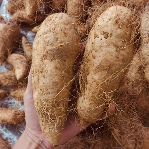 新鲜山药脚板薯广东甜薯农家自种毛薯火苕粉糯香湛江田薯9斤淮山