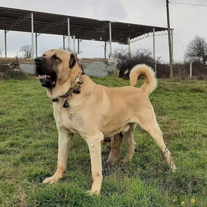 纯种坎高幼犬巨型活体超大土耳其狩猎坎高犬宠物大型狗高加索幼崽