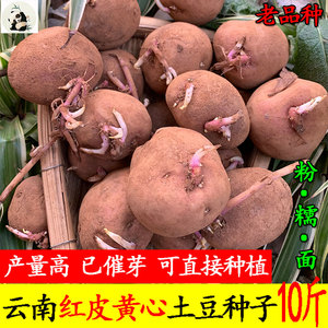 云南高产红皮黄心发芽土豆种子老品种马铃薯原种植苗早熟新洋芋种
