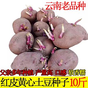 云南红皮黄心发芽土豆种子高产早熟洋芋种优质老品种马铃薯种植苗
