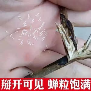 蝉卵知了猴种卵养殖幼虫金蝉卵枝枝条金蝉知了猴种子金蝉种卵养殖