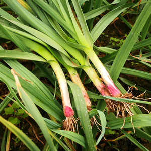四川蒜苗包邮新鲜蔬菜红头蒜苗新鲜5斤包邮本地红皮大蒜苗带泥3斤