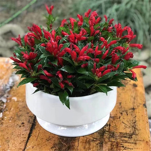 新品种直立口红吊兰金凤还巢室内外半阴类盆栽花卉植物易养花期长