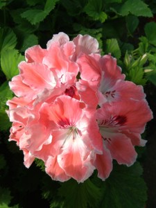 满大花天竺葵蝴蝶梅南通丽江满大人阳台盆栽花卉带营养钵发货