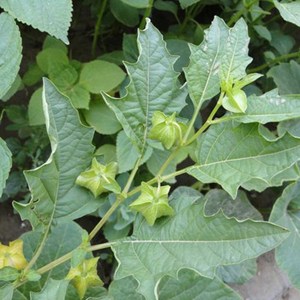 黄姑娘果灯笼果苗