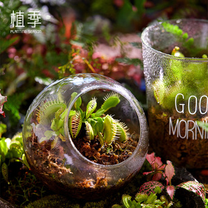 植季捕蝇草盆栽大嘴食虫植物多肉室内猪笼草生态瓶花卉绿植小盆栽