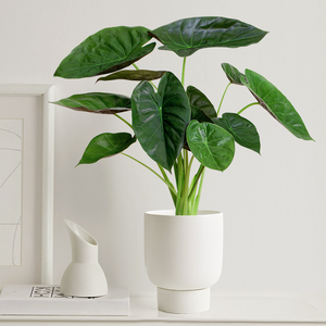 温蒂海芋富贵盾牌海芋进口稀有室内绿植花卉好养盆栽热带小众植物