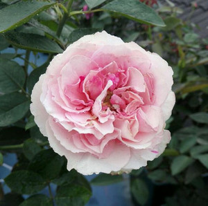 伊芙五号 月季 小苗 yves no5,イヴ no5