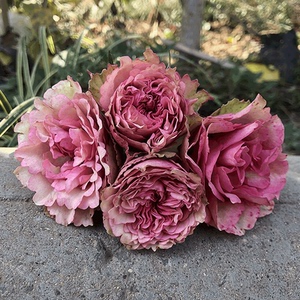 无限长青 阳台庭院盆栽灌木大花变色月季 罗萨温柔的爱 四季开花