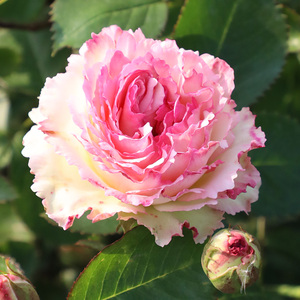 蕾丝伊甸园 粉龙芽变月季 欧月藤本灌木均可攀援庭院拱门花卉植物