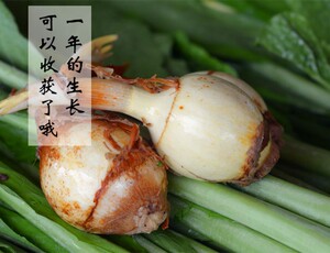 白茨菰新鲜蔬菜慈姑燕尾姑茨菇粉糯应季蔬菜白肉慈菇净重8斤