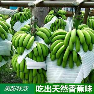 云南香蕉高山大香蕉现摘9斤新鲜水果批发10生青香蕉banana绿皮5米