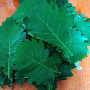 东北新鲜晒干柞树叶玻璃叶菠萝叶剥了叶饼胡叶包粽子叶1斤约100片
