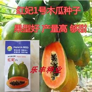 生吃水果红妃1号木瓜水果木瓜种子耐热出芽率高木瓜树苗原装300粒
