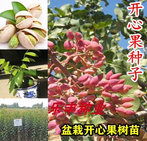 进口开心果种子开心果树苗盆栽地栽室内室外阳台庭院南北方四季种