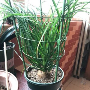 昙花专用支架藤蔓植物爬藤小架子花架阳台园艺花架支撑杆不锈钢