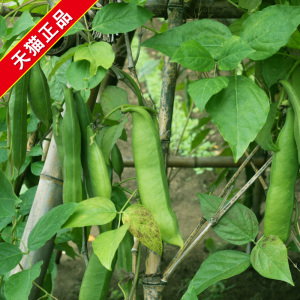 刀豆种子种籽刀豆苗特长特大巨型红长豆角四季春季秋季农家蔬菜孑