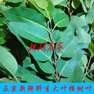 新鲜野生药用桉树叶 大叶桉树 原中药材桉树 新鲜品 1件500克