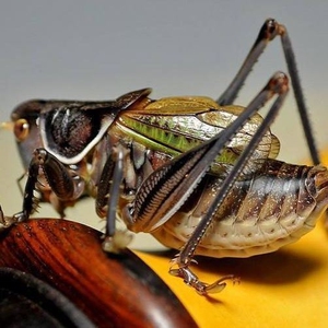 蝈蝈活大体蝈蝈鸣虫大肚子憨叫铁皮蝈蝈绿蝈蝈新脱蝈蝈绿蝈蝈宠物