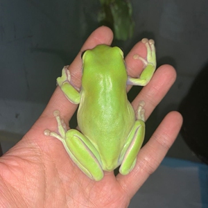 姥爷树蛙蝌蚪角蛙活体黄金角蛙绿角蛙宠物青蛙非牛小丑蛙宠物活体