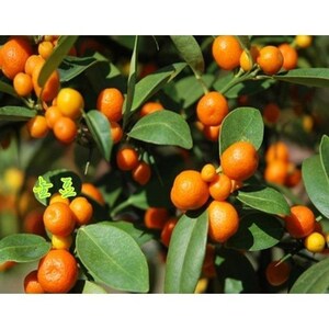 素材一物一拍茶馆微型观赏果苗刺山金豆盆景种植带果办公室金桔