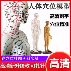 中医针灸人体模型男女全身十二经络针灸可练习扎针穴位小皮人模型