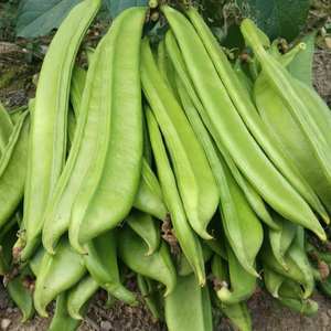 特长红刀豆种子庭院阳台菜园洋刀豆菜豆种籽盆栽春季四季蔬菜种孑