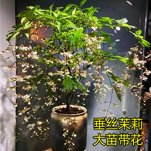 垂丝茉莉花盆栽垂枝茉莉泰国进口绿植白玉蝴蝶开花清香垂茉莉大苗