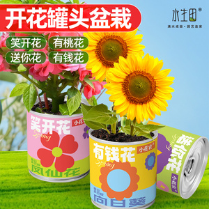 儿童种植小盆栽植物罐头办公室绿植室内向日葵凤仙花桌面创意礼物