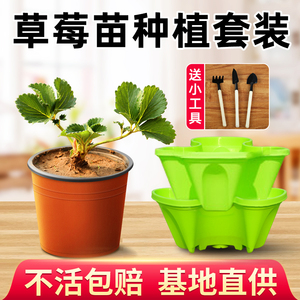 奶油草莓苗种植盆栽花盆多层种菜神器家庭阳台四季带土带盆食用秧