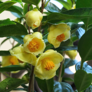 防城金花茶树苗盆栽花卉室内阳台庭院名贵植物凹脉黄樽四季山茶花