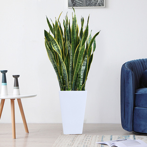 虎皮兰植物室内大型绿植吸甲醛盆栽客厅卧室净化空气大金边虎尾兰