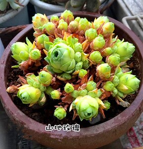 黄金翡翠球山地玫瑰新手好养稀有品种多肉植物盆栽组合绿植花卉