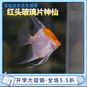 红头玻璃神仙燕鱼活体热带观赏黑白燕鸳鸯蓝魔鬼烟熏汐灵水族馆